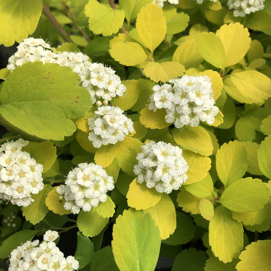 Clusters of small white flowers bloom among the bright chartreuse foliage of the Glow Girl® Birchleaf Spiraea creating a vibrant and lush appearance in this close-up image. - Photo Property of Garden Crossings LLC