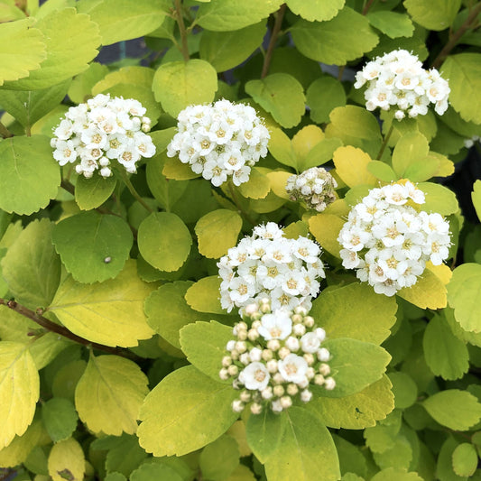 Clusters of small white flowers with yellow centers appear among chartreuse foliage on the Glow Girl® Birchleaf Spiraea - Photo Property of Garden Crossings LLC
