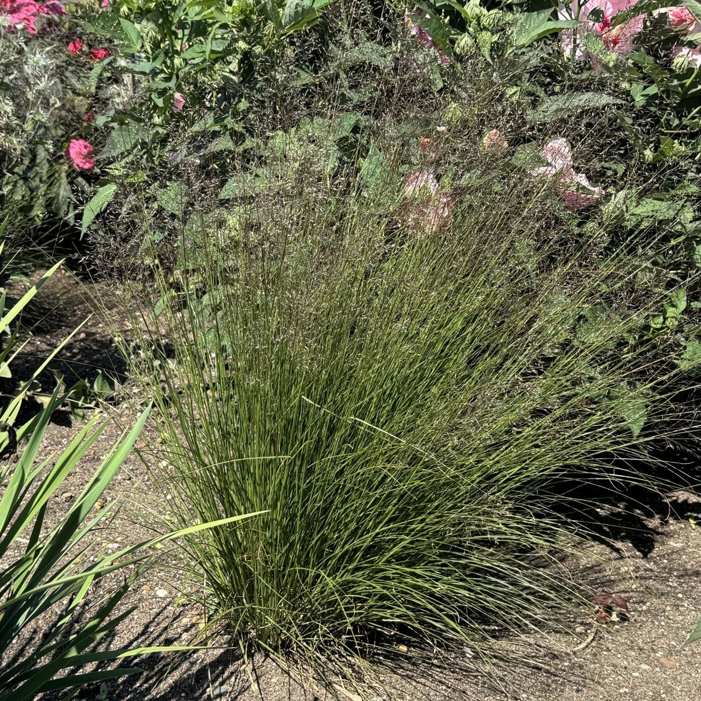 A clump of 'Gone With the Wind' Prairie Dropseed (Sporobolus) grows in a garden bed, its fine green blades highlighted by sunlight, with pink-flowering plants blooming in the background. This ornamental grass adds delicate, wispy texture to the scene - Photo Property of Garden Crossings LLC.