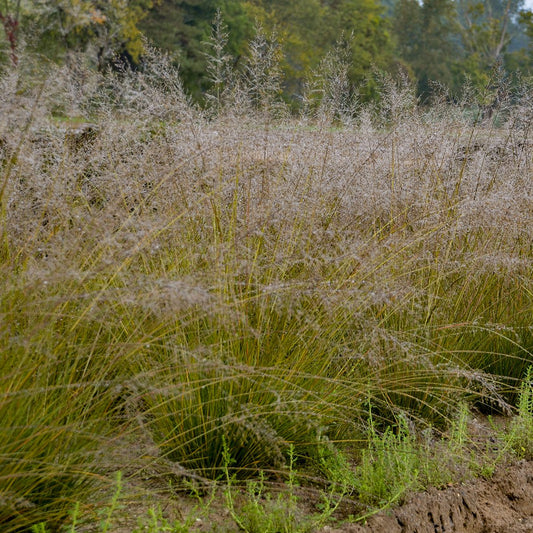 Gone With the Wind' Prairie Dropseed (Sporobolus) - Photo Courtesy of Walters Gardens, Inc.