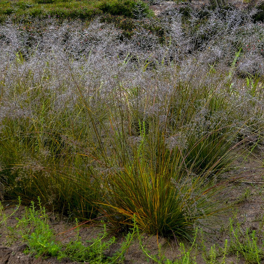 'Gone With the Wind' Prairie Dropseed (Sporobolus) features tall, slender ornamental grass with wispy seed heads, thriving in sandy soil and accented by surrounding grasses and lush green vegetation - Photo Courtesy of Walters Gardens, Inc.