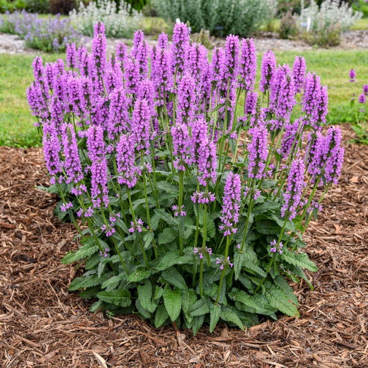 A cluster of tall, purple flowering Buzz & Bloom™ Lavender Lullaby Lambs Ear (Stachys) with green leaves grows in a garden bed covered with brown mulch. Lavender-pink flowers and lush grass, along with other plants, are visible in the background - Photo Courtesy of Walters Gardens, Inc.