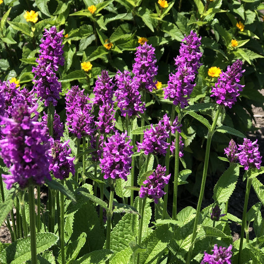 Purple 'Hummelo' Betony (Stachys) flowers with tall stems and textured green leaves bloom in sunlight, accented by smaller yellow flowers and lush green foliage in the background for a striking perennial display - Photo Property of Garden Crossings LLC.