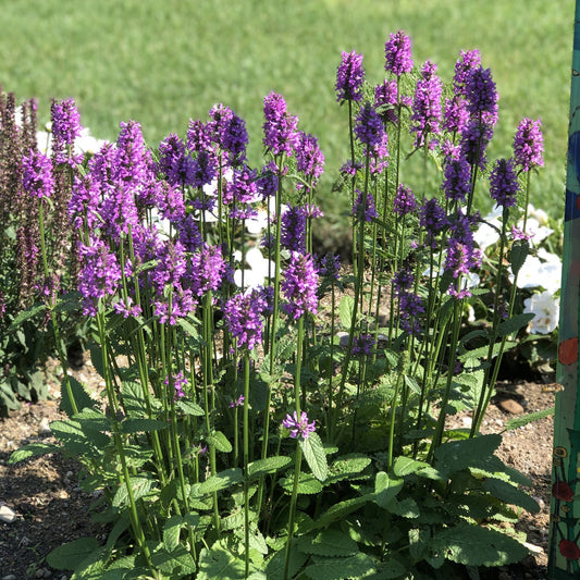 Tall stems of 'Hummelo' Betony (Stachys) with purple flowers and green leaves grow in a sunny garden bed, surrounded by white blooms and green grass, highlighting this striking perennial - Photo Property of Garden Crossings LLC.