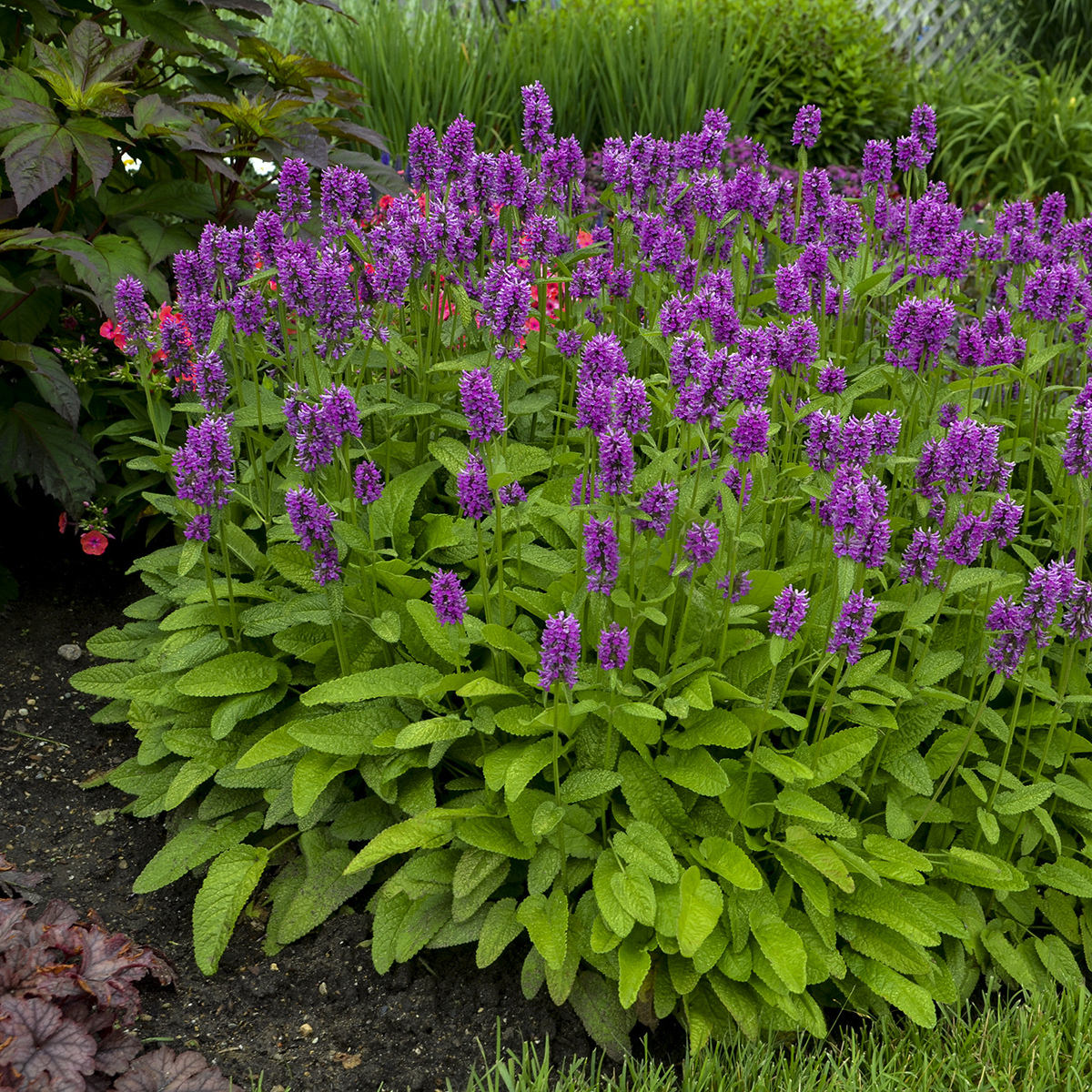 A lush garden bed features dense yellow-green foliage and vibrant purple flower spikes from 'Hummelo' Betony (Stachys), surrounded by assorted greenery and plants - Photo Courtesy of Walters Gardens, Inc.