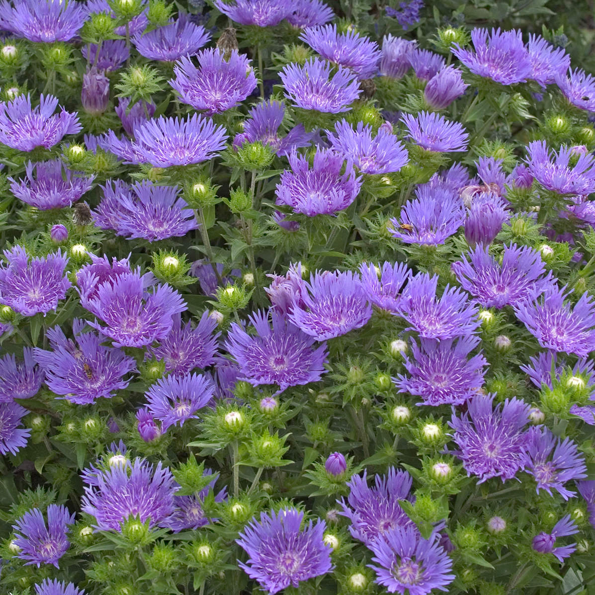 Peachie's Pick' Stoke's Aster (Stokesia) - Photo Courtesy of Walters Gardens, Inc.