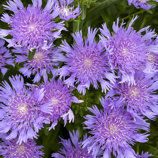 Totally Stoked™ 'Riptide' Stoke's Aster (Stokesia) - Photo Courtesy of Walters Gardens, Inc.