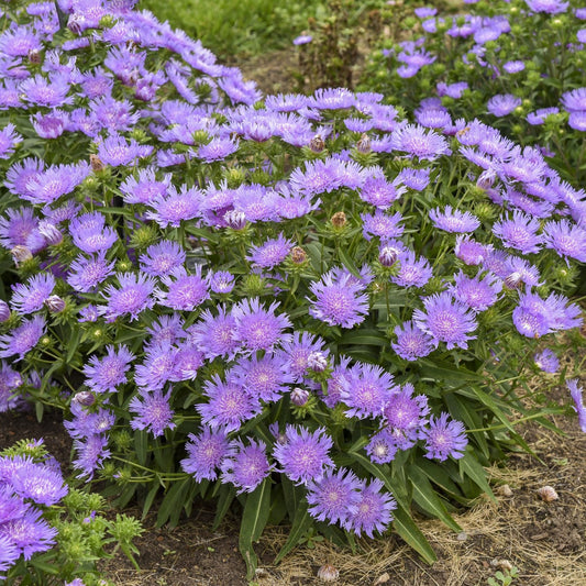 A dense cluster of Totally Stoked™ 'Riptide' Stoke's Aster (Stokesia), a native perennial with vibrant purple fringed petals and green leaves, thrives in a garden bed bordered by grass and soil - Photo Courtesy of Walters Gardens, Inc.