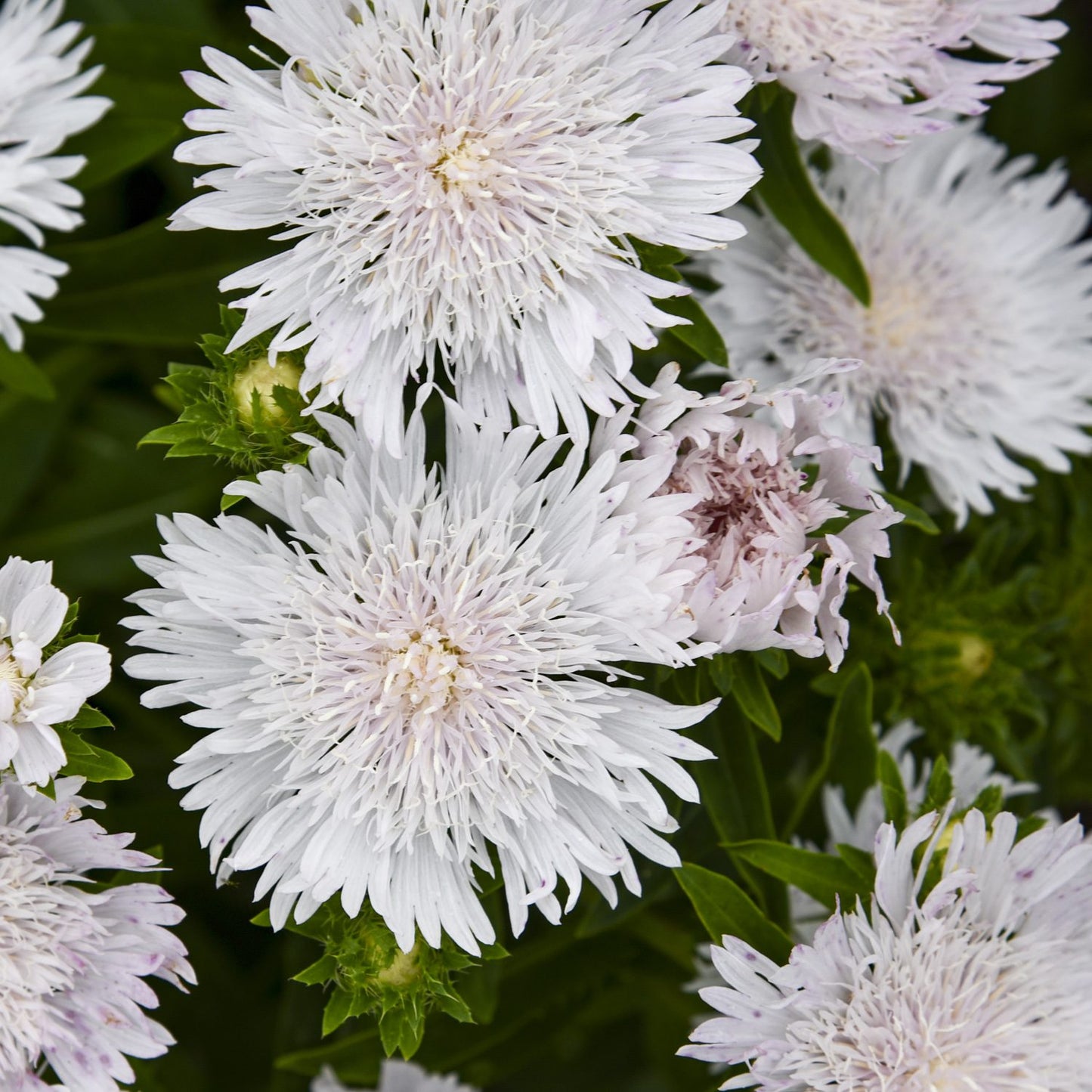 Totally Stoked™ 'Whitecaps' Stoke's Aster (Stokesia) - Photo Courtesy of Proven Winners, Inc.