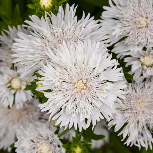 Close-up of Totally Stoked™ 'Whitecaps' Stoke's Aster (Stokesia) showing pale lavender, spiky-petaled flowers with feathery textures amid green leaves - Photo Courtesy of Proven Winners, Inc.