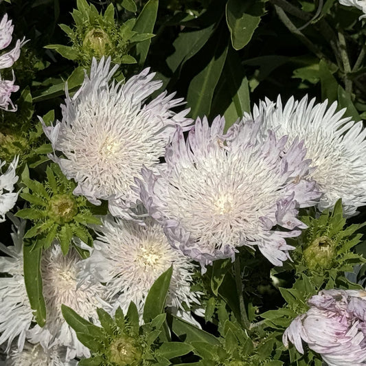 Close-up of Totally Stoked™ 'Whitecaps' Stoke's Aster (Stokesia), showing pale lavender and white spiky petals, green leaves, and unopened buds - Photo Courtesy of Proven Winners, Inc.