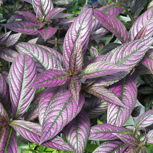 Close-up of a group of Persian Shield Strobilanthes displays striking iridescent purple leaves with metallic silver highlights and deep green veins, overlapping to create a captivating, vibrant scene - Photo Property of Garden Crossings LLC.