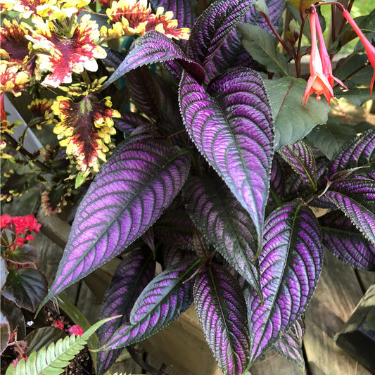 Persian Shield Strobilanthes - Photo Property of Garden Crossings LLC