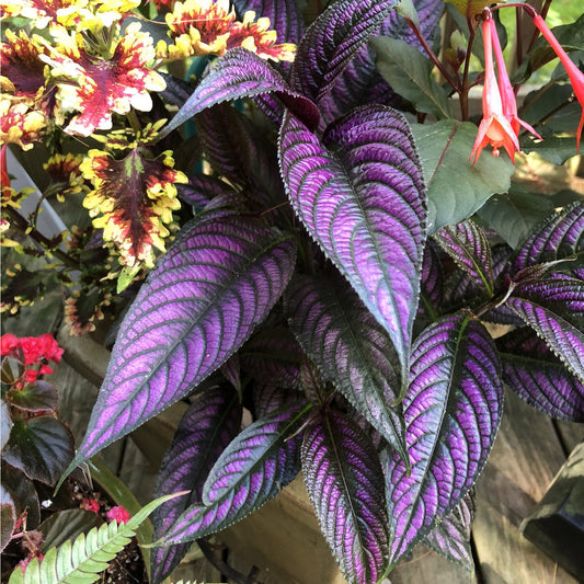 Persian Shield Strobilanthes features vivid purple, metallic-sheened foliage with dark green edges, pronounced veins, and a textured surface, complemented by surrounding red and yellow flowers and lush greenery - Photo Property of Garden Crossings LLC.