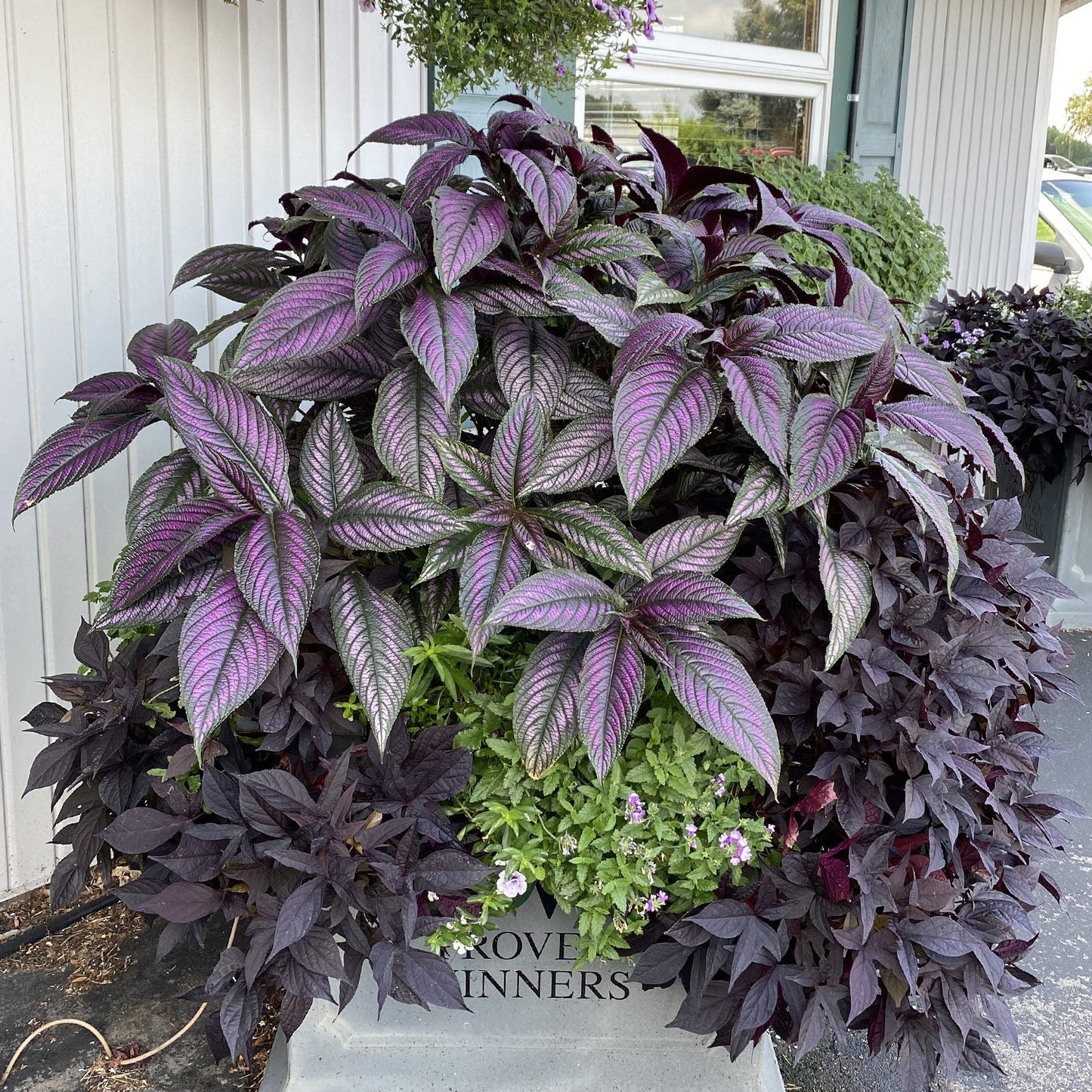 A Proven Winners planter filled with lush Persian Shield Strobilanthes—showcasing large, veined purple and green leaves alongside trailing plants—sits outside a gray-sided building. The PROVEN WINNERS logo appears faintly on the container - Photo Property of Garden Crossings LLC. Decorative pot not included.
