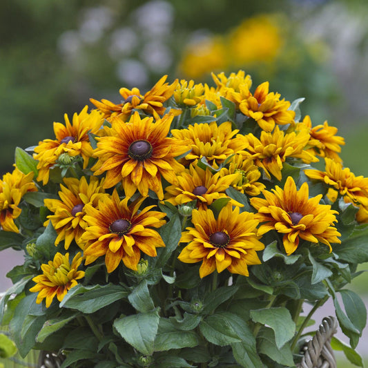 A vibrant cluster of Sunbeckia® Carla Black-Eyed Susan (Rudbeckia) with yellow-orange petals and dark centers blooms among green leaves, creating a striking, pollinator-friendly display in the garden - Photo Courtesy of Burpee