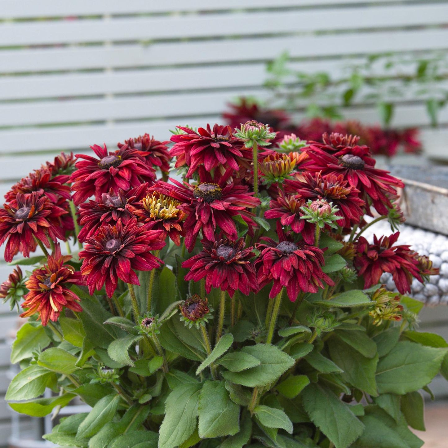 A cluster of Sunbeckia® Graffiti Scarlet Black-eyed Susan (Rudbeckia), a scarlet-red perennial with daisy-like blooms and green leaves, brightens a garden before a white slatted fence and metal planter - Photo Courtesy of Burpee