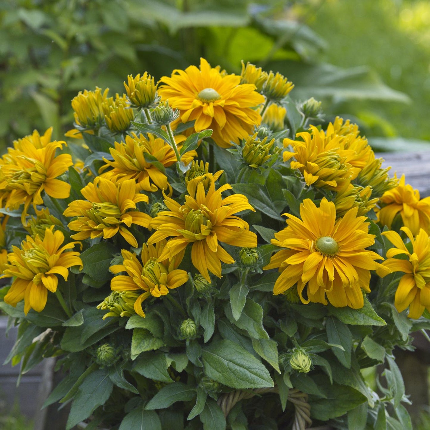 Sunbeckia® Laura Black-eyed Susan (Rudbeckia) displays vibrant yellow blooms with green centers and lush leaves. - Photo Courtesy of Burpee