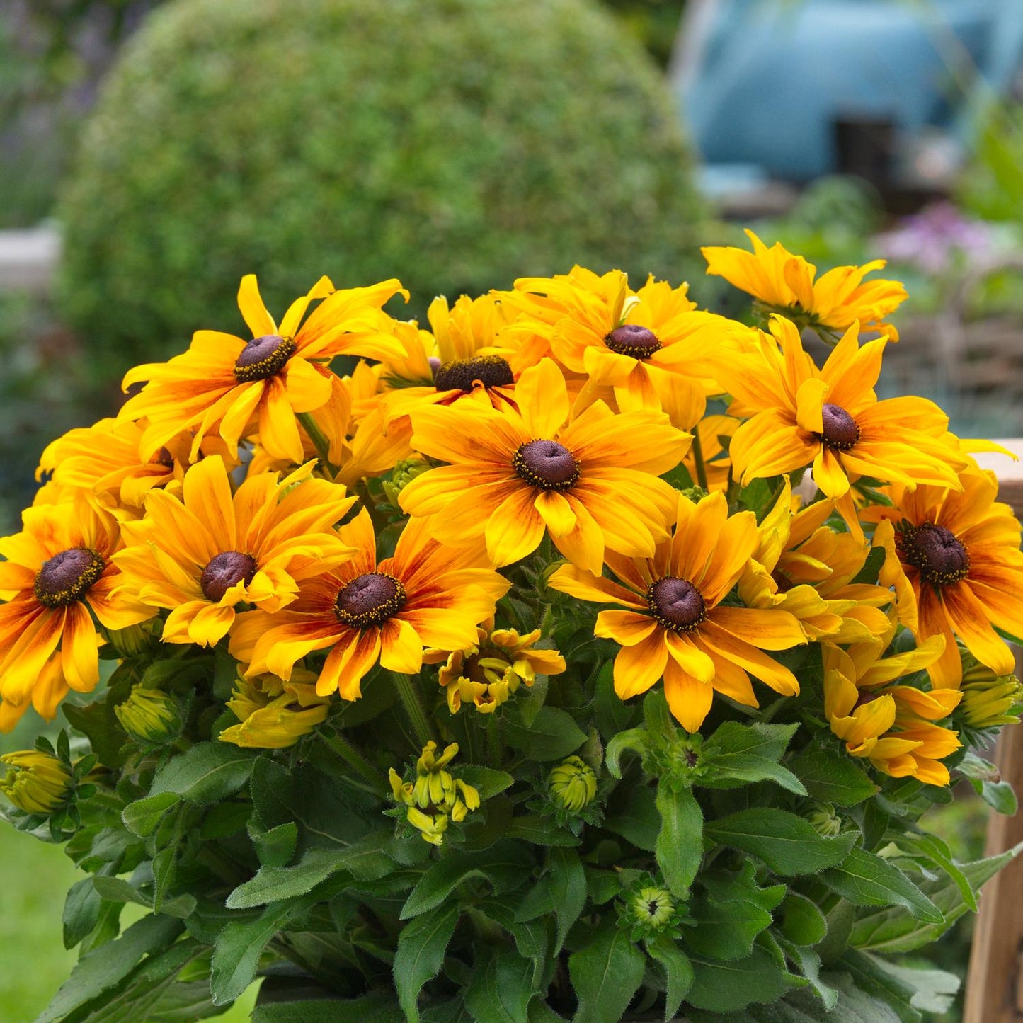 Sunbeckia® Marilyn Black-Eyed Susan (Rudbeckia) features bright yellow and orange blooms with dark centers set against lush green foliage - Photo Courtesy of Burpee