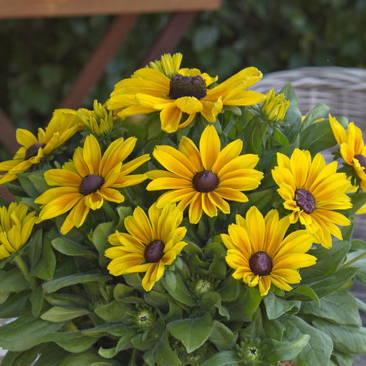 A cluster of Sunbeckia® Maya Black-Eyed Susan (Rudbeckia) with vibrant yellow daisy-like flowers and dark centers stands outdoors among lush green leaves, their pollinator-friendly blooms bright against blurred garden furniture - Photo Courtesy of Burpee