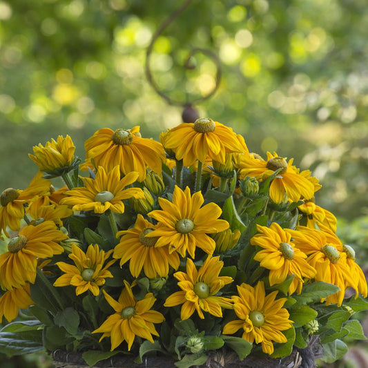A cluster of Sunbeckia® Ophelia Black-eyed Susan (Rudbeckia) with buttery-yellow daisy-like blooms, green centers, and lush leaves is shown close-up against a softly blurred garden background - Photo Courtesy of Burpee