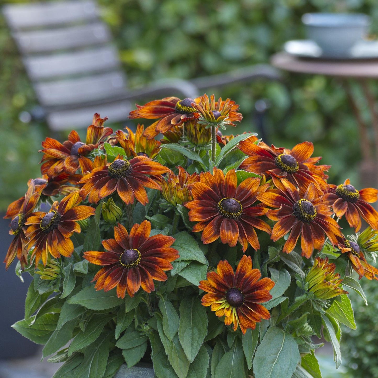 A cluster of orange and red Sunbeckia® Sarah Black-Eyed Susan (Rudbeckia) blooms with dark centers stands out among green leaves. In the blurred background, a chair and a round table with a cup and saucer are visible - Photo Courtesy of Burpee