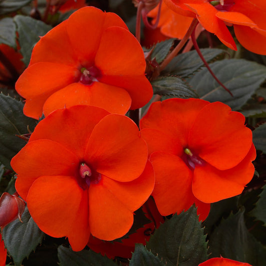 Sunpatiens® Compact Hot Coral Impatiens - Photo Courtesy of Ball Horticulure, Inc.