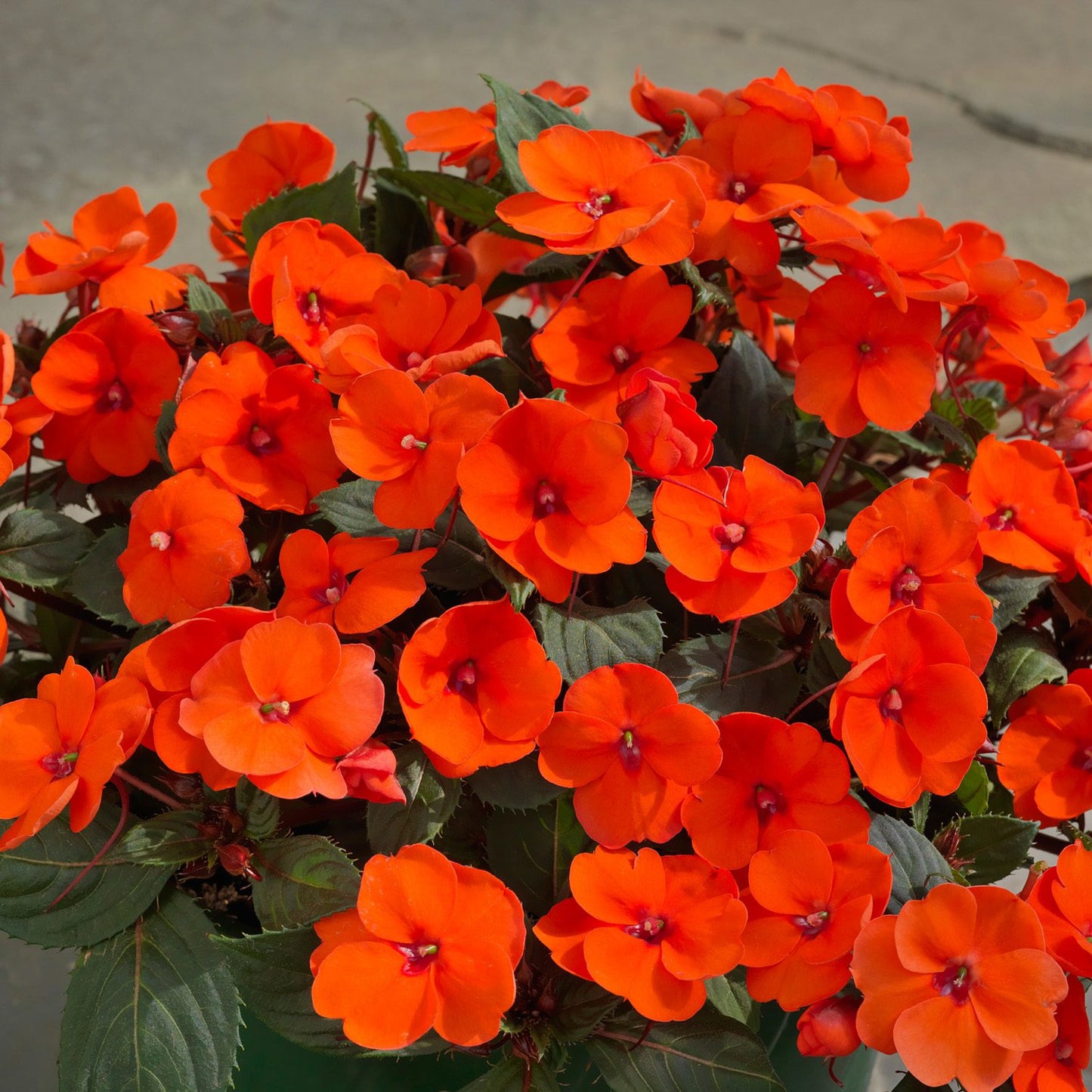 Top view of Sunpatiens® Compact Hot Coral Impatiens with vibrant orange blooms and green foliage, thriving - Photo Courtesy of Ball Horticulture, Inc. Decorative pot not included.