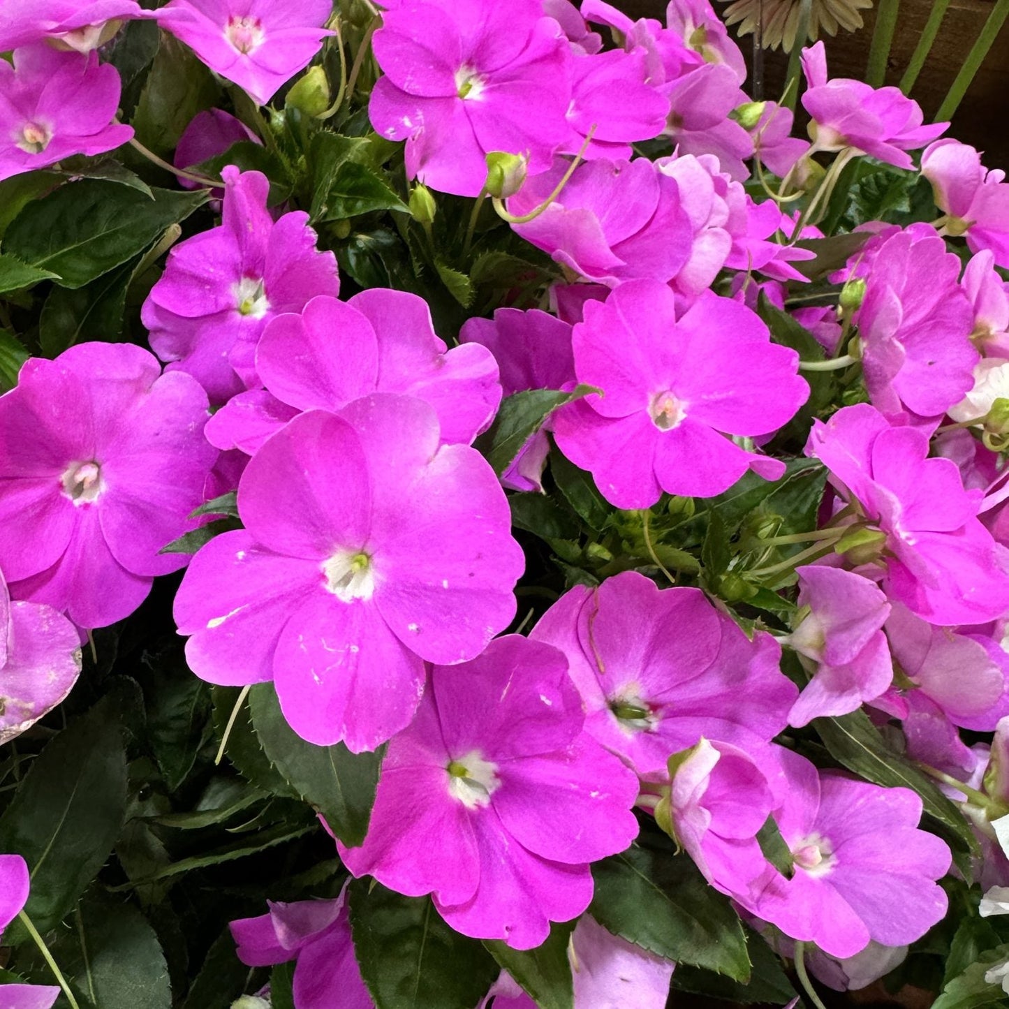 Sunpatiens® Compact Lavender Impatiens features lush dark green leaves and vibrant lavender blooms, forming a dense, colorful display - Photo Property of Garden Crossings LLC.
