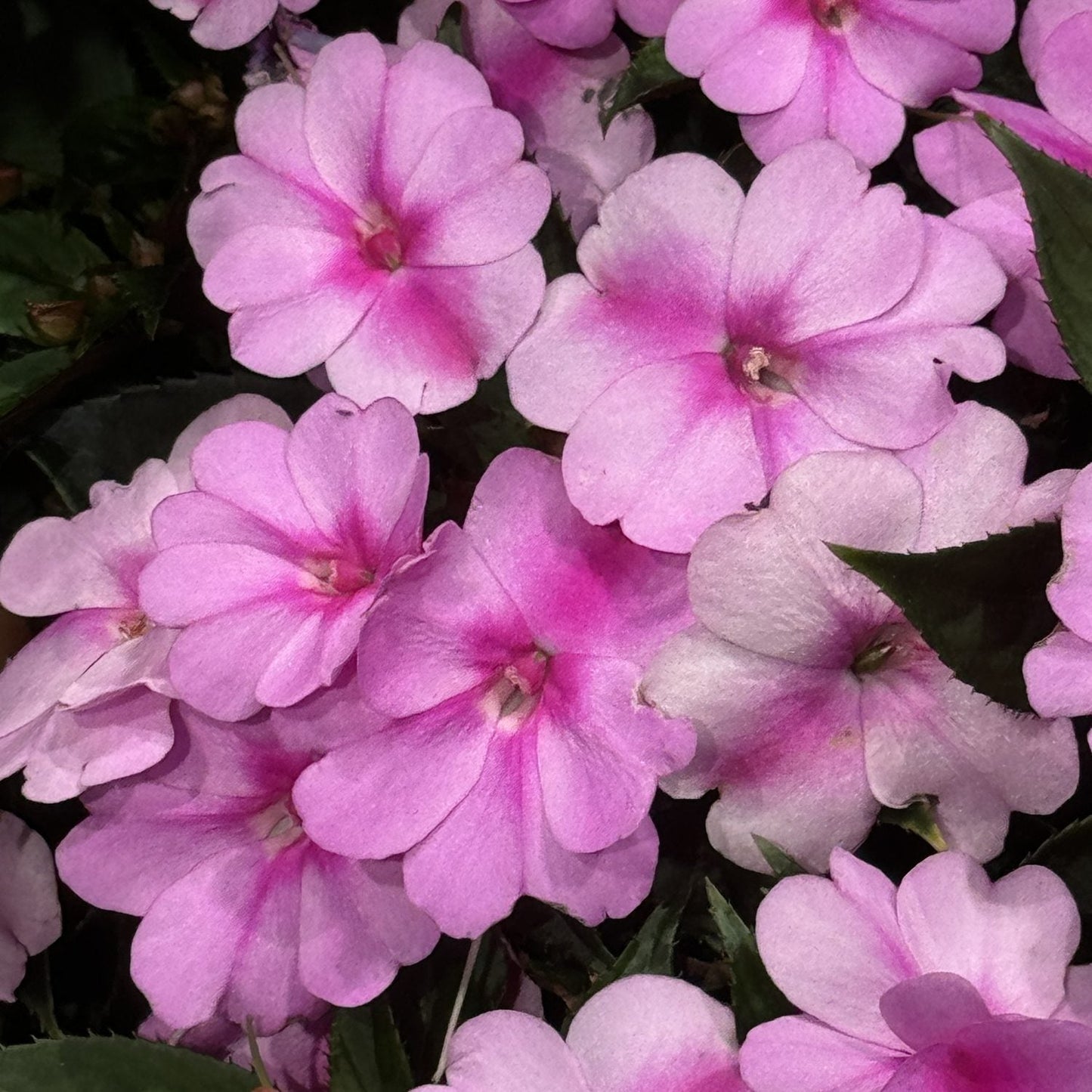 A cluster of vibrant pink Sunpatiens® Compact Lavender Splash Impatiens with darker centers and green leaves. These sun-to-shade flowers have overlapping petals and a fresh, healthy look - Photo Property of Garden Crossings LLC.