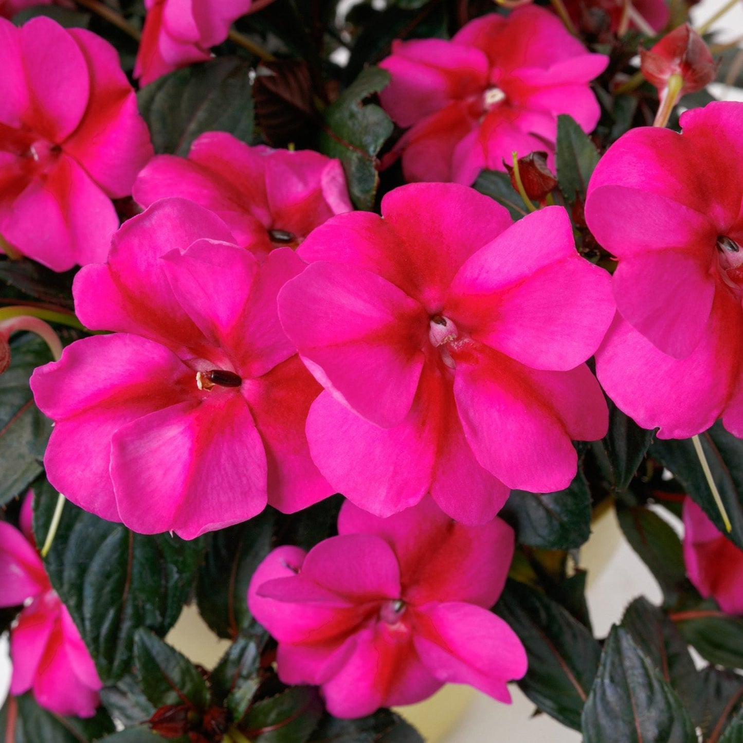 Close-up of Sunpatiens® Compact Candy Purple Impatiens displays wide, overlapping lavender-pink blooms set against lush dark green foliage, highlighting the plant’s vibrant color and healthy leaves - Photo Courtesy of Ball Horticulture, Inc.