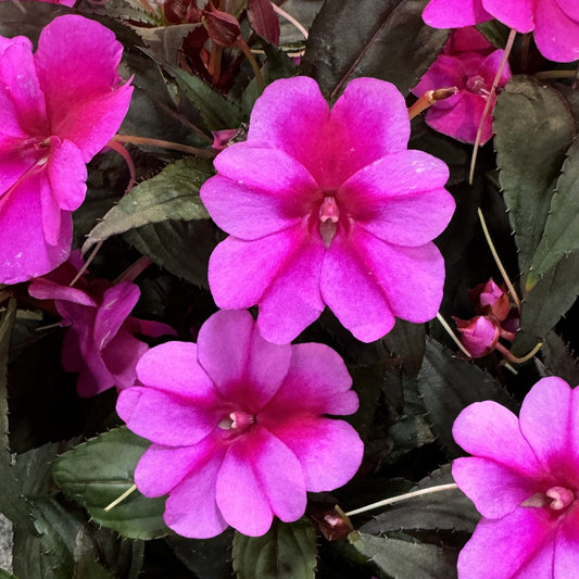Sunpatiens® Compact Candy Purple Impatiens - Photo Property of Garden Crossings LLC