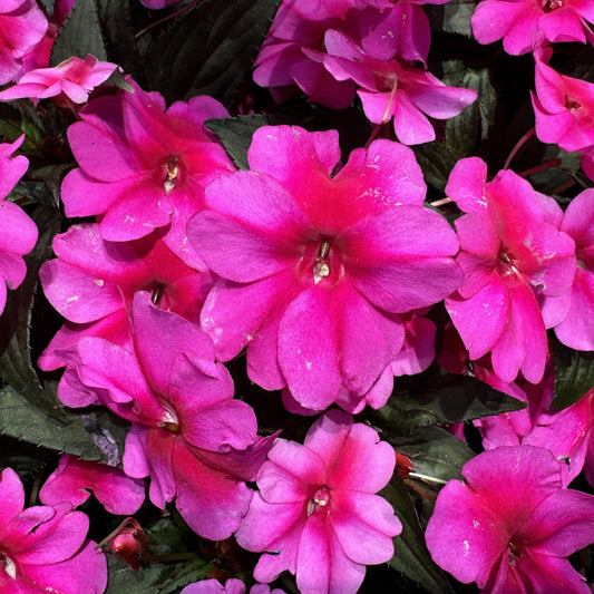 Sunpatiens® Compact Candy Purple Impatiens - Photo Property of Garden Crossings LLC