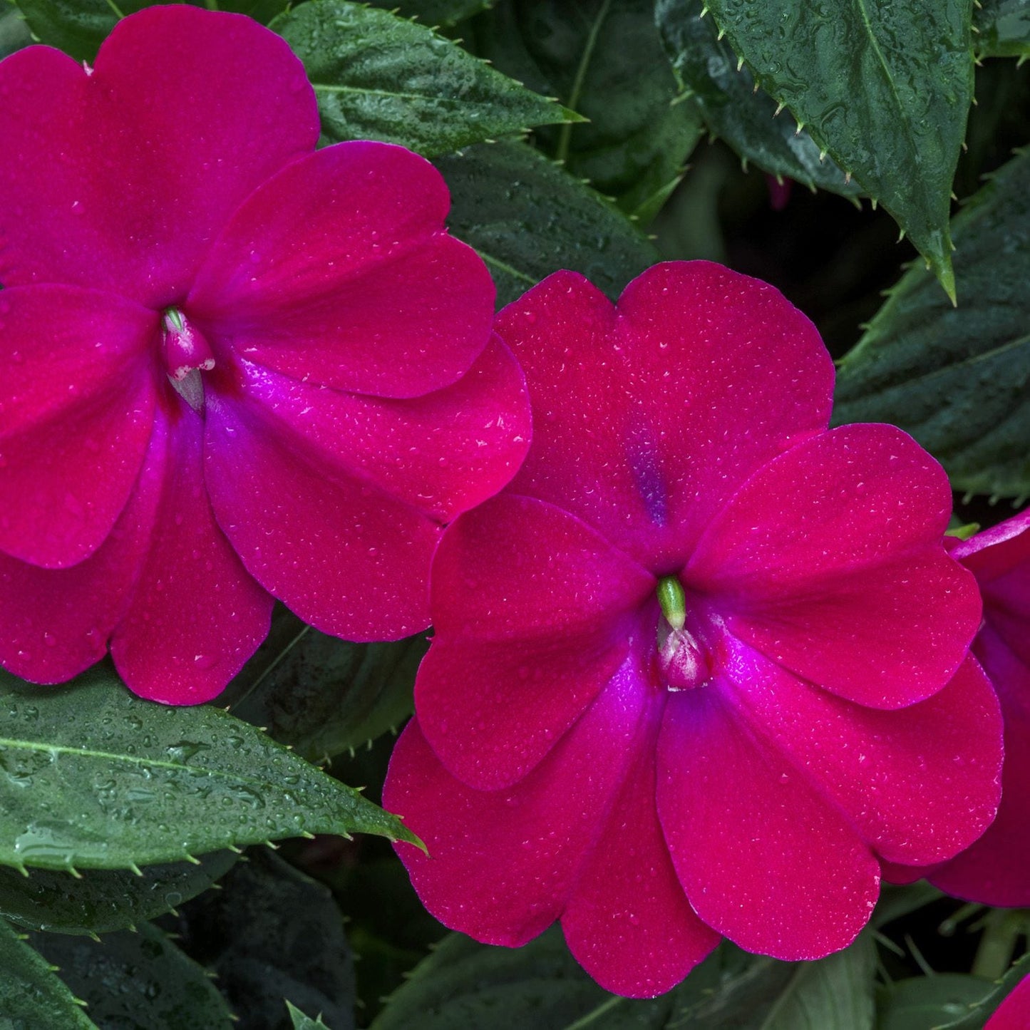 Two vibrant magenta Sunpatiens® Compact Rose Glow Impatiens with dew-kissed petals, framed by lush green leaves - Photo Courtesy of Ball Horticulure, Inc.