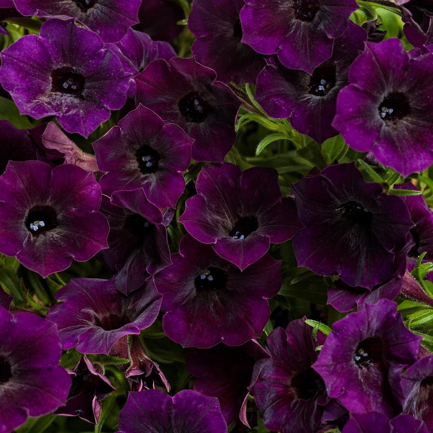 A cluster of Supertunia Mini Vista® Midnight Petunia blooms features deep purple velvety petals with dark centers and green leaves in the background. The flowers are densely packed, creating a striking display - Photo Courtesy of Proven Winners, Inc.