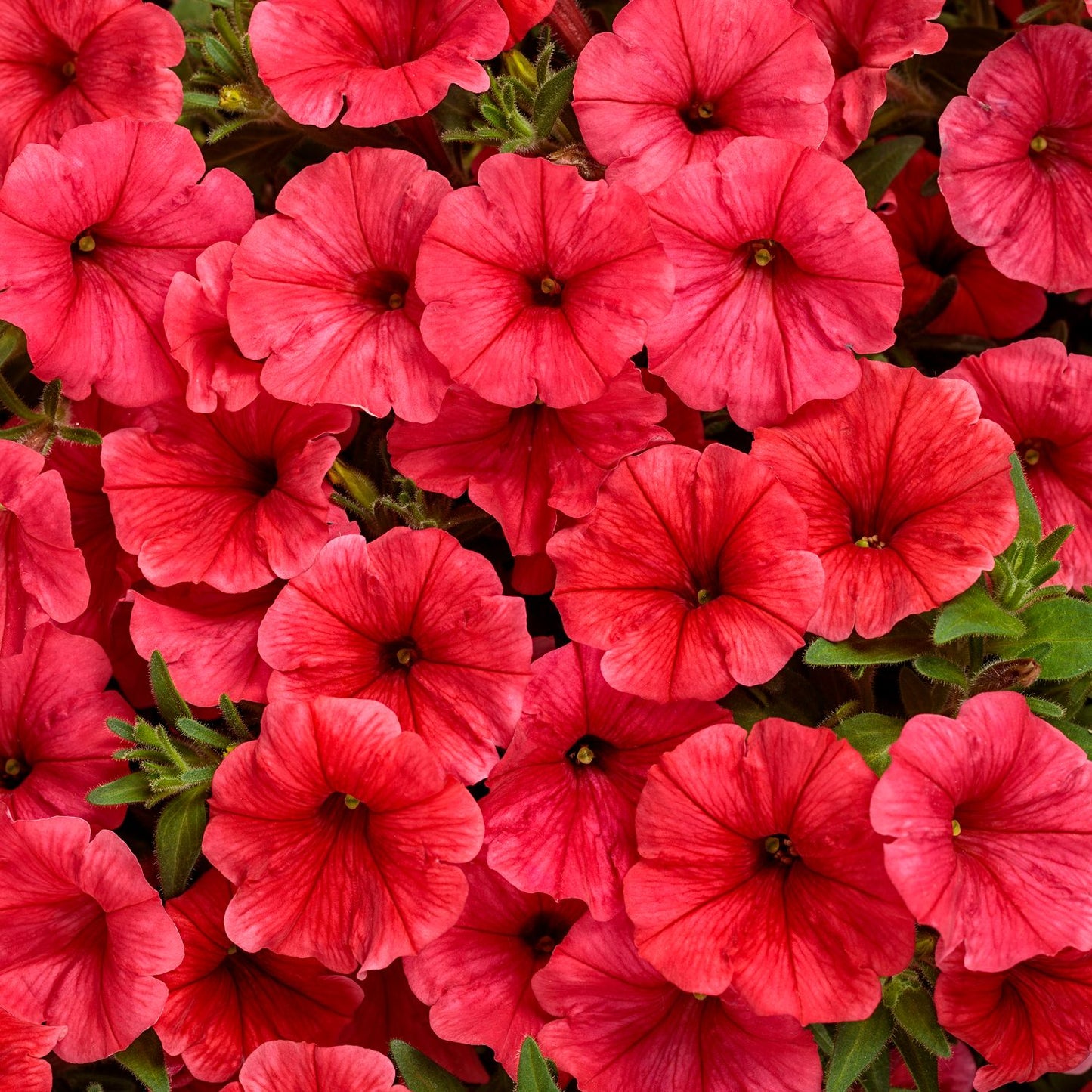 Supertunia Mini Vista® Scarlet Petunia - Photo Courtesy of Proven Winners, Inc.