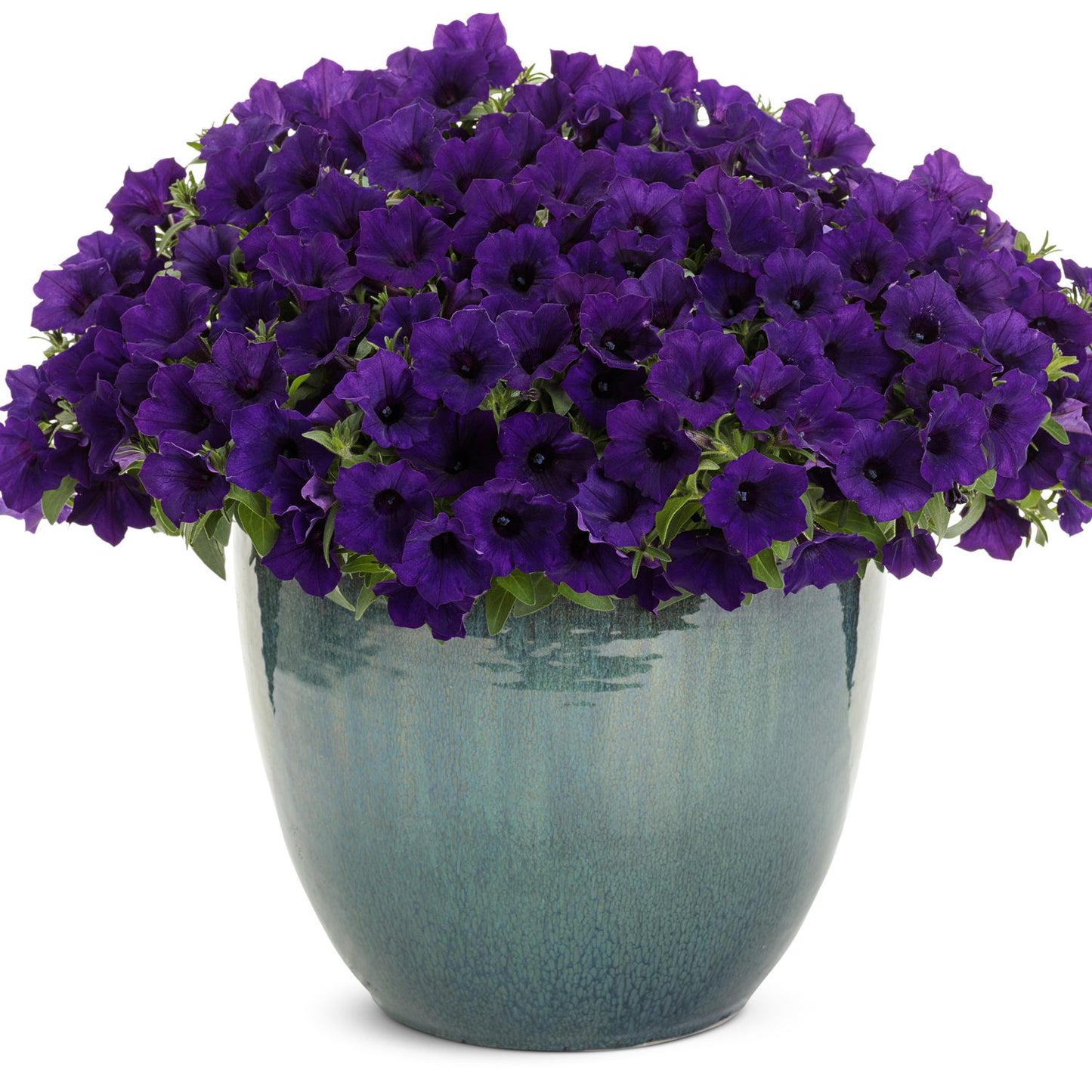 Supertunia Mini Vista® Ultramarine™ Petunia - Photo Courtesy of Proven Winners, Inc.
