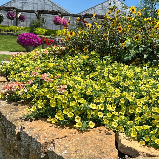 Supertunia Mini Vista® Yellow Petunia - Photo Property of Garden Crossings LLC