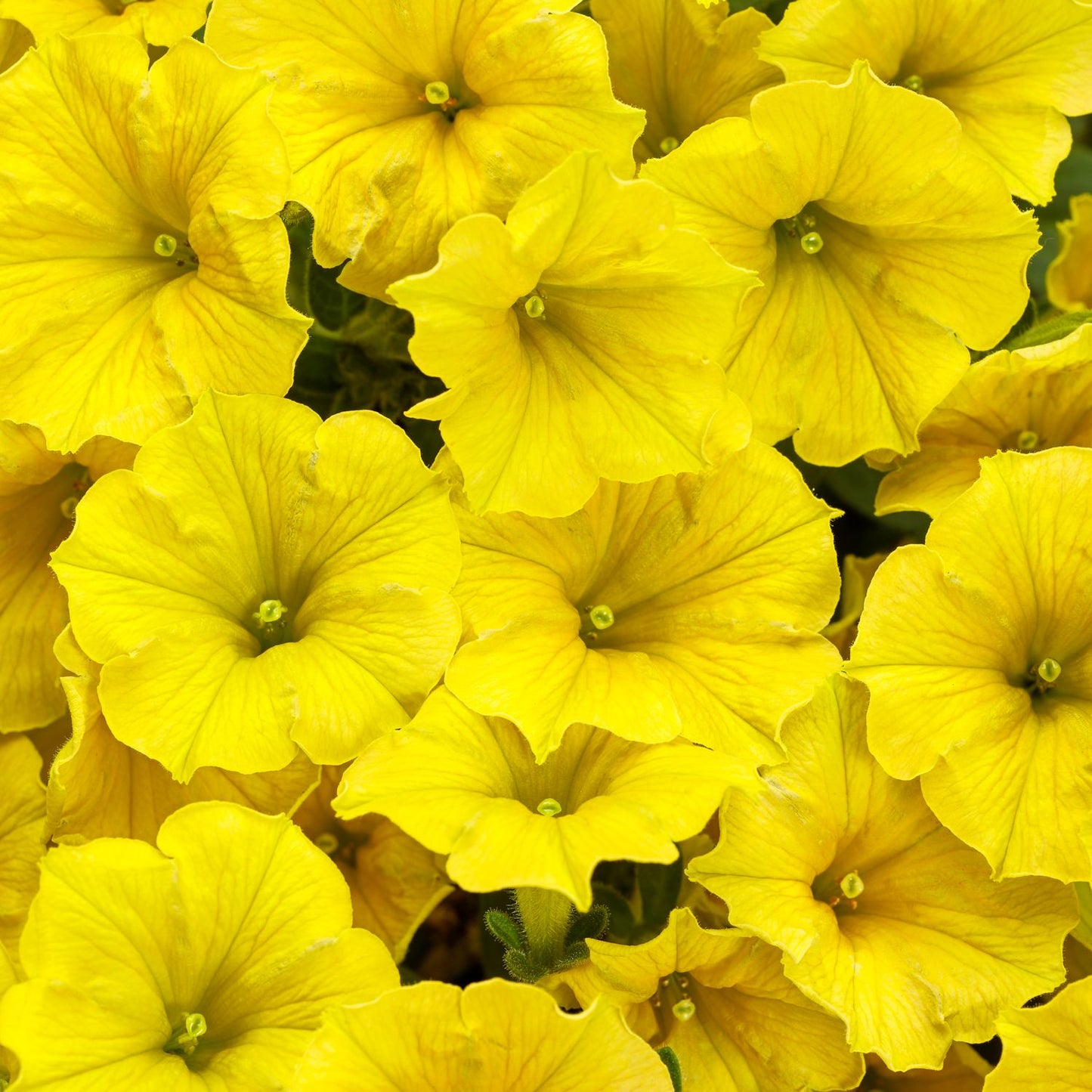 A close-up of Supertunia Mini Vista® Yellow Petunia flowers, with vibrant yellow petals and green centers clustered together - Photo Courtesy of Proven Winners, Inc.