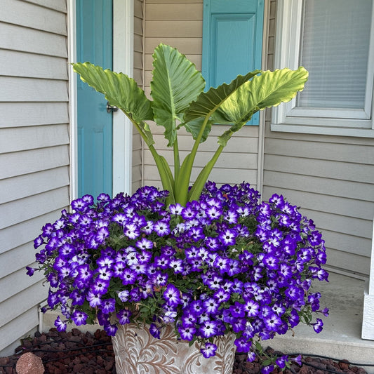 A large decorative pot with lush green elephant ear leaves and vibrant Supertunia® Tiara™ Blue Petunia flowers sits on a porch in front of beige siding and a blue door with matching shutters - Photo Property of Garden Crossings LLC. Decorative pot not included.