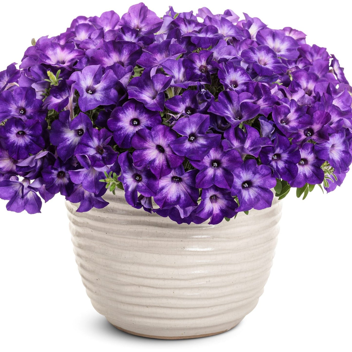 A white ceramic pot holds lush Supertunia® Tiara™ Blue Petunias in full bloom, with vivid blue blossoms and rich green leaves cascading gracefully over the rim - Photo Courtesy of Proven Winners, Inc. Decorative pot not included.