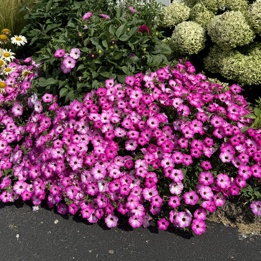 A dense cluster of Supertunia® Tiara™ Pink Petunia blooms brightly beside a paved path, with white flowers and green foliage in the background on a sunny day - Photo Property of Garden Crossings LLC.