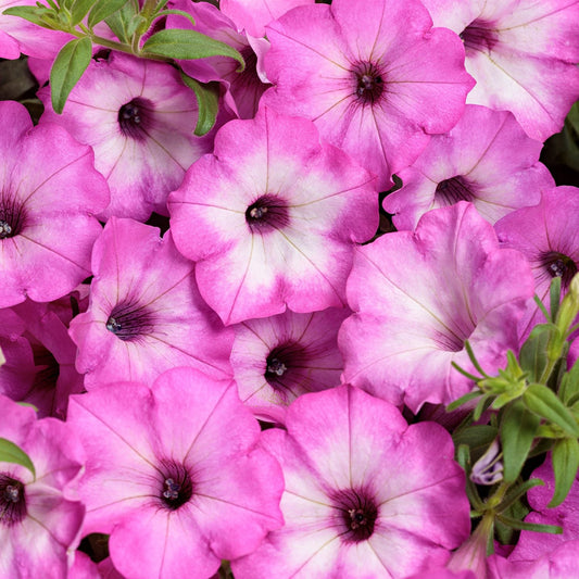 A vibrant cluster of Supertunia® Tiara™ Pink Petunia flowers, featuring white centers and lush green foliage, creates a colorful, eye-catching display - Photo Courtesy of Proven Winners, Inc.