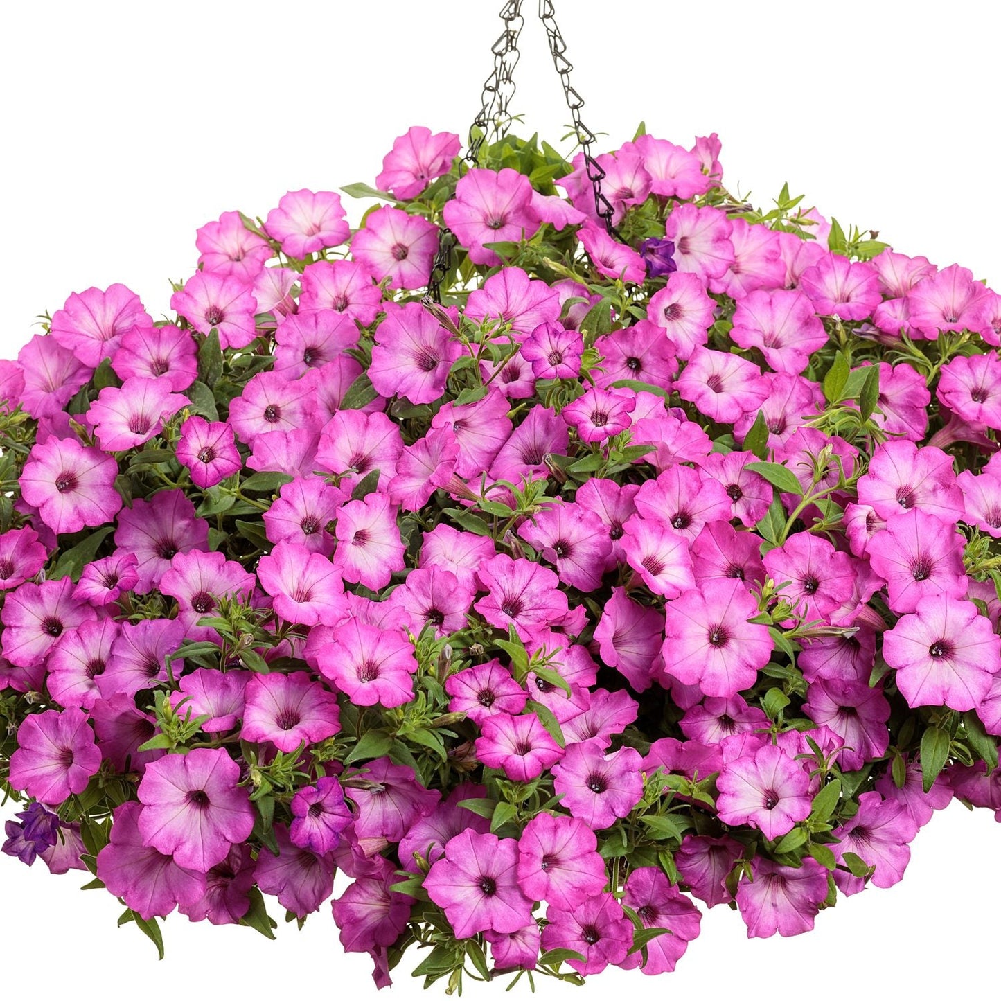 A hanging basket featuring lush Supertunia® Tiara™ Pink Petunia blooms, vibrant green leaves, and a sturdy metal chain is displayed against a white background - Photo Courtesy of Proven Winners, Inc. Hanging basket not included.