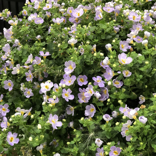 A dense cluster of small, pale purple Snowstorm® Blue Bacopa flowers with yellow centers and lush green leaves - Photo Property of Garden Crossings LLC