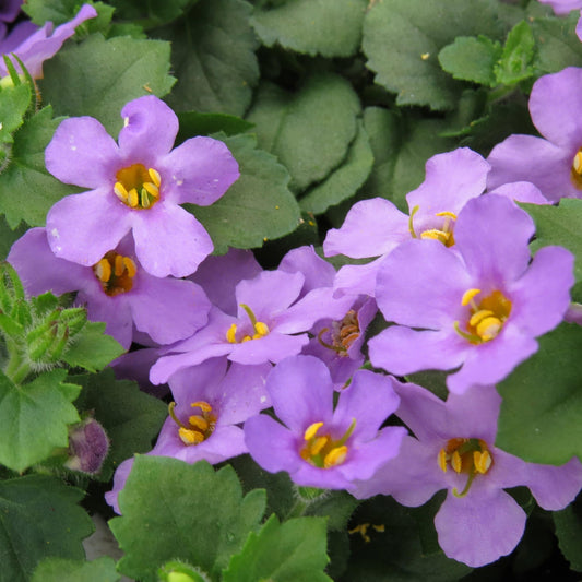 Clusters of small, vibrant purple flowers with yellow centers and lush green leaves - Photo Property of Garden Crossings LLC