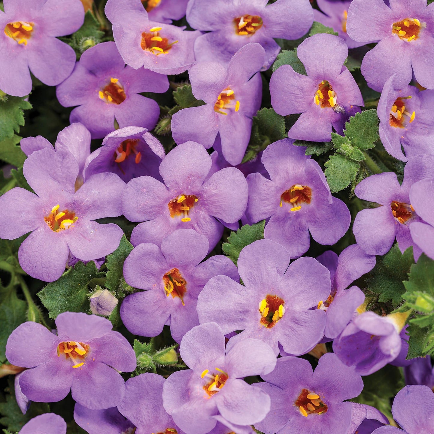 Clusters of vibrant purple Snowstorm Blue Bacopa flowers with yellow centers and green foliage create a colorful, trailing annual - Photo Courtesy of Proven Winners, Inc.