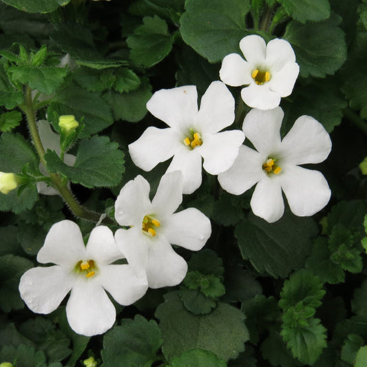 Five white Bacopa flowers with yellow centers, slightly overlapping petals, and dense, textured serrated green foliage - Photo Property of Garden Crossings LLC