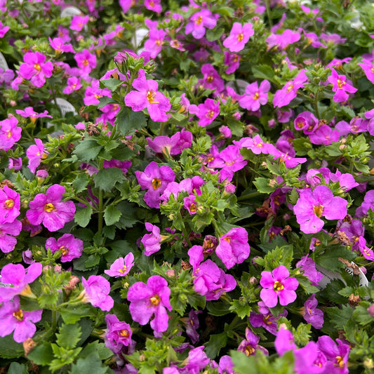 Rose Bacopa features vibrant purple-pink flowers with yellow centers and green leaves, creating a lively and colorful display - Photo Property of Garden Crossings LLC