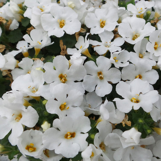 A cluster of small, white blooms with yellow centers and green foliage highlights the delicate beauty of Snowstorm Snow Globe Bacopa - Photo Property of Garden Crossings LLC